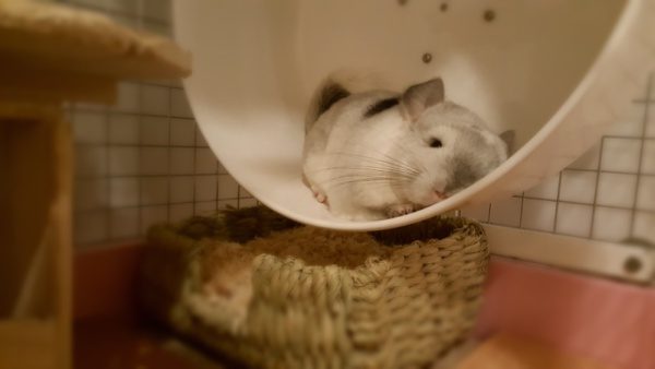 チンチラのティモ　１Ｆの生活空間ではホイール回し車がベッド代わり