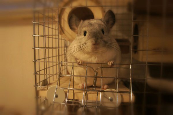 チンチラのティモのケージレイアウト　睡眠用の巣箱　ＳＢＳコーポレーション　円筒巣箱へ出入りするためのステージ　小窓を通じてコミュニケーションをとるアピールポイントとして活用