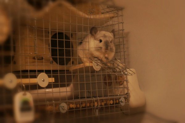 チンチラのティモのケージレイアウト　右側の小窓はティモのサブアピールポイント