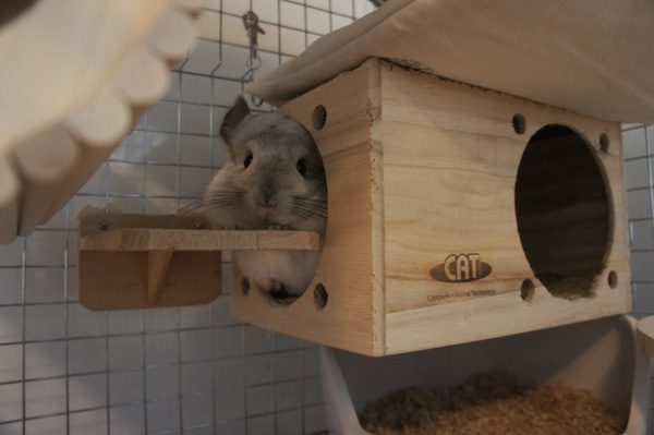 チンチラのティモのケージレイアウト　ステージの取り付け位置
