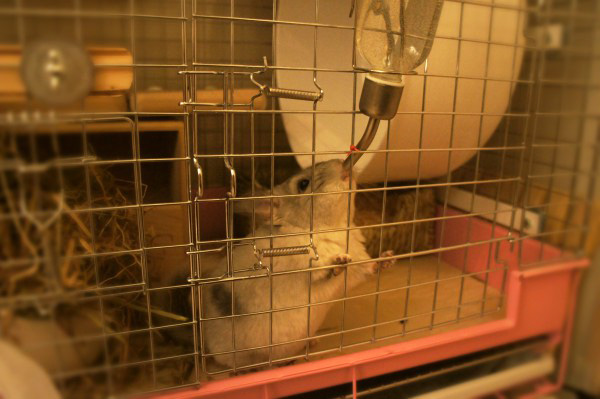 チンチラのティモ　生後６ヶ月　給水ボトルは床から175mmの様子