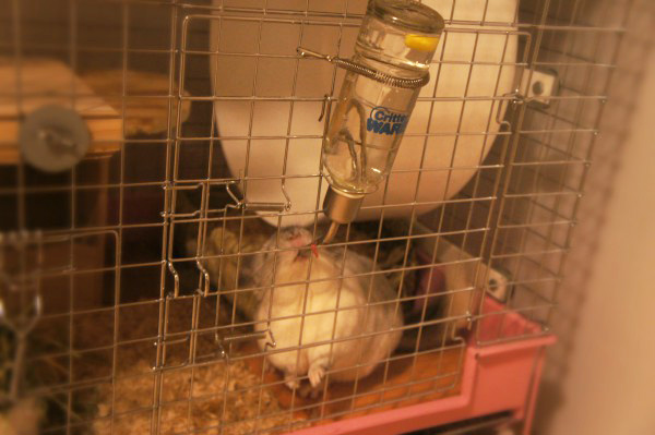 チンチラのティモ　生後１歳１１ヶ月　給水ボトルの高さは床から175mmのままの様子