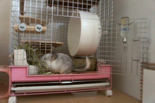 チンチラのティモのケージレイアウト　ｎｏ．６　牧草ポット