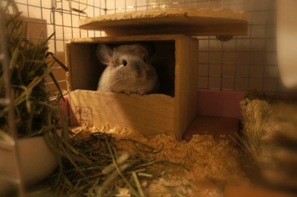 チンチラのティモのケージレイアウト　砂浴びボックス