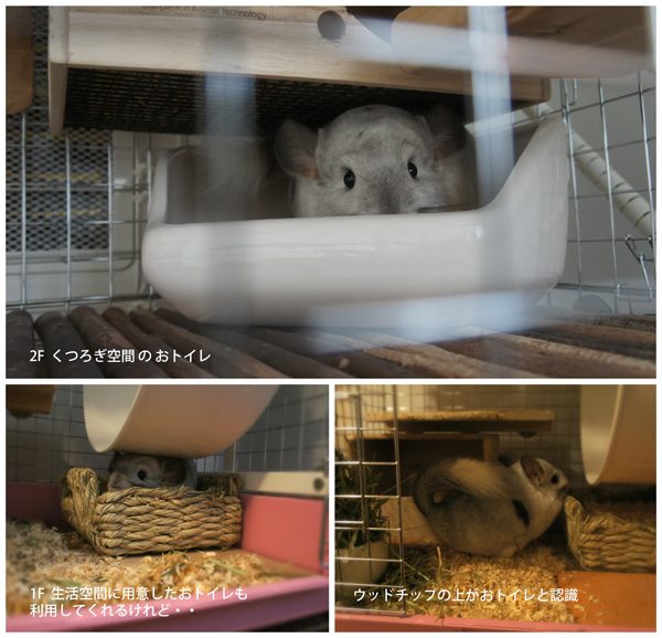 チンチラのティモのケージレイアウト　no.7　おトイレのレイアウト