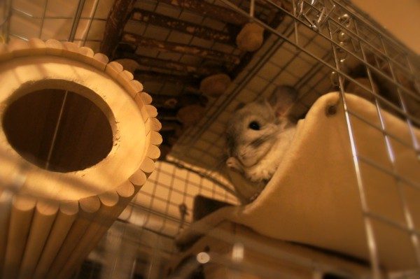 ティモのチンチラケージのレイアウト　ケージ屋根にもがじがじフェンス