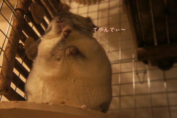 ティモのチンチラケージのレイアウト　かじり木として「カワイ　がじがじフェンス」を沢山つけています