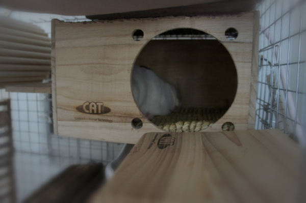 チンチラのティモのための寒さ対策　カワイ　フルハウスの上にマルカンのリバーシブルヒーターＭサイズをのせる