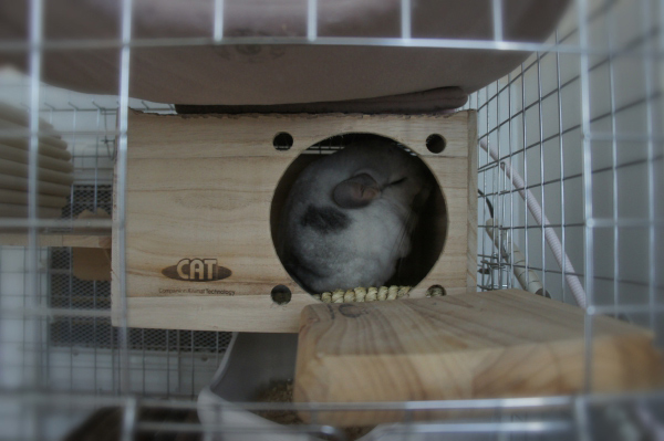 チンチラのティモの寒さ対策　カワイ フルハウスの上にマルカン リバーシブルヒーターＭサイズを乗せています うとうとしているチンチラのティモ