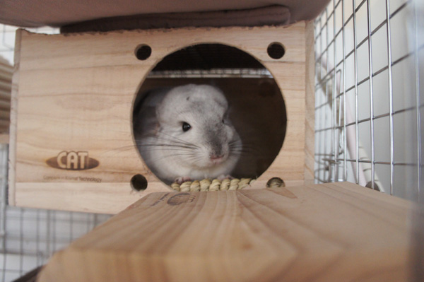 チンチラのティモ　カワイ　フルハウスにて　chinchilla timo