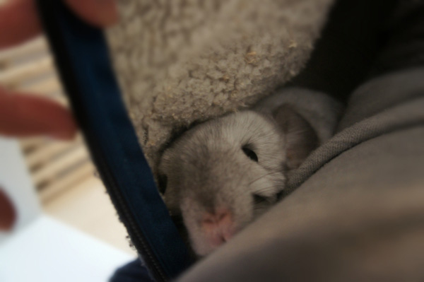 チンチラのティモ　部屋着パーカーに潜り込んでグルーミングするのが毎日の日課　chinchilla timo