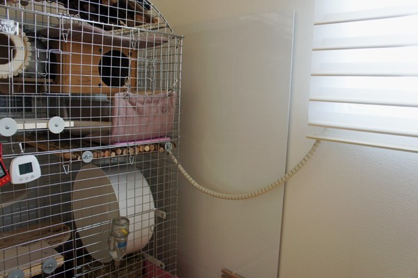 チンチラのティモの寒さ対策 遠赤外線マイカヒーターⅡを取り付けた上で電源コードに齧り防止対策を施します