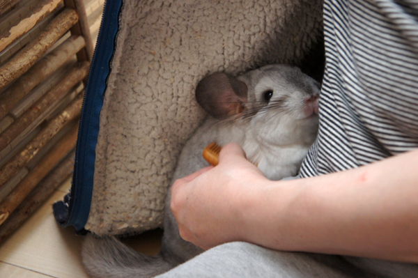 チンチラのティモ 櫛留商店の本つげ櫛でグルーミングされて気持ちよさそうにしている様子