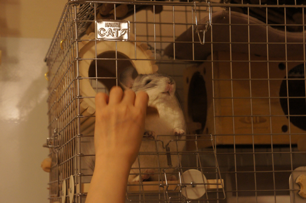 チンチラのティモ カワイ コンフォート60 タワーの小窓越しに櫛留商店の本つげ櫛でグルーミングされて気持ちよさそうにしている様子