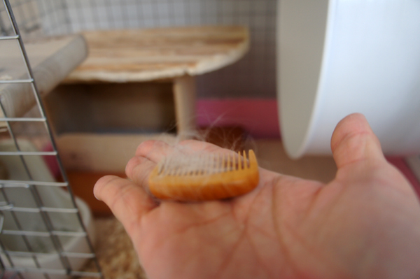チンチラのティモ 櫛留商店の本つげ櫛でグルーミングをした後 櫛についた毛の様子