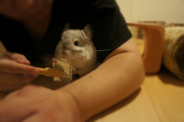 チンチラ「ティモ」のグルーミングに慣れてもらうまでの道のり 三晃商会 ラビットブラシを見せてティモに触れてもらっているところ