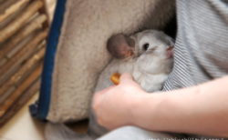 櫛留商店さんの本つげ櫛でチンチラのティモのグルーミング