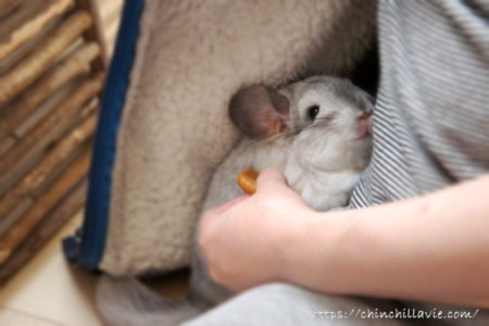 櫛留商店さんの本つげ櫛でチンチラのティモのグルーミング