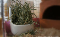 チンチラに理想的な「牧草の与え方」は？新鮮な数種類の牧草を食べ放題の状態を保つことだと思う理由