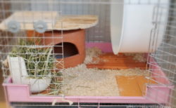 チンチラのティモのケージの床環境