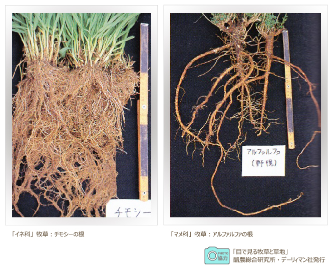 イネ科牧草とマメ科牧草の根っこの違い デーリマン社の目で見る牧草と草地より