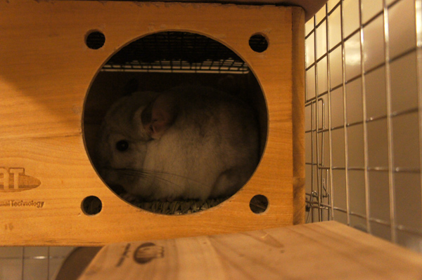 チンチラのティモ　初めての健康診断から帰ってきていじけている様子