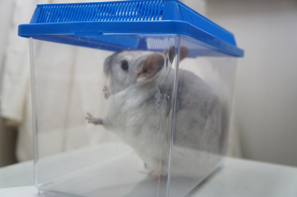 チンチラのティモ　豊島区駒込のみわエキゾチック動物病院で初めての健康診断　カゴに入れられて体重測定中