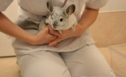 「みわエキゾチック動物病院」にて初めての健康診断