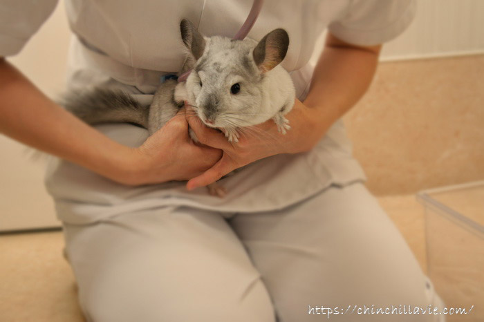 「みわエキゾチック動物病院」にて初めての健康診断