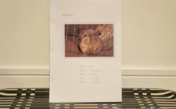 チンチラのティモを健康診断に連れていくための事前準備として、ティモを紹介するしおりを作りました