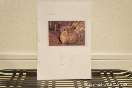 チンチラのティモを健康診断に連れていくための事前準備として、ティモを紹介するしおりを作りました