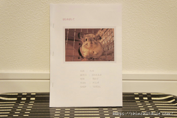 チンチラのティモを健康診断に連れていくための事前準備として、ティモを紹介するしおりを作りました