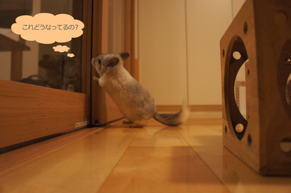 チンチラのティモ ３枚引き扉の仕組みを確認しようとガラス扉を調査する様子