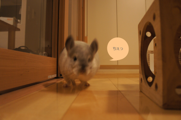 チンチラのティモ へやんぽコーナーからの脱出を諦め走り去る姿