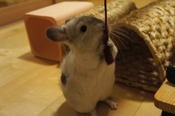 チンチラのティモとチンチラあそび ティモの前に紐を垂らしてみると両手でキャッチするチンチラのティモ