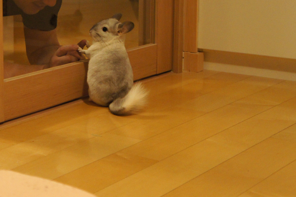 チンチラのティモのへやんぽコーナー ガラス扉の仕切りから脱出しようと追いかけてくるチンチラのティモの様子