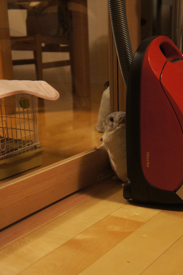 チンチラのティモのお馴染みのポーズ へやんぽコーナーのガラス扉の仕切りに両手をついてじーっと外を覗く様子