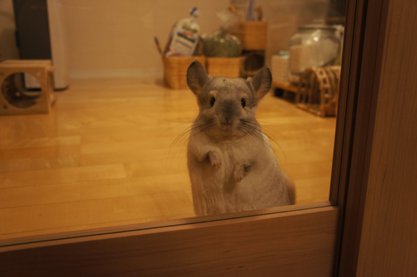 チンチラのティモのへやんぽコーナーの仕切り リビング側に行きたくて覗き込むティモの様子