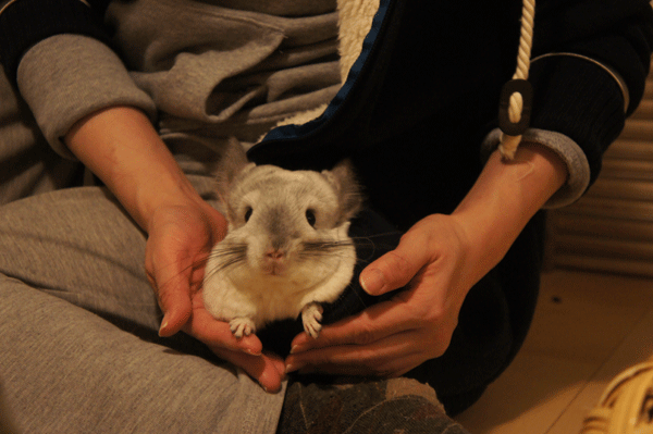 チンチラのティモとの接し方 部屋着パーカーに潜り込んできたときに両手でタッチ 手を怖がらないチンチラのティモの様子