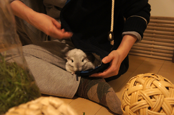 チンチラのティモとのへやんぽあそびの様子 部屋着パーカーに潜り込んでチャックを噛もうとするティモの様子