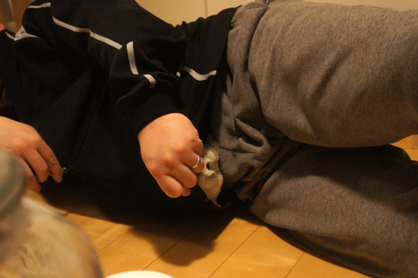 チンチラのティモの大好きな遊び方 へやんぽ中に夫のジャージの中に入り込んで覗き込む様子