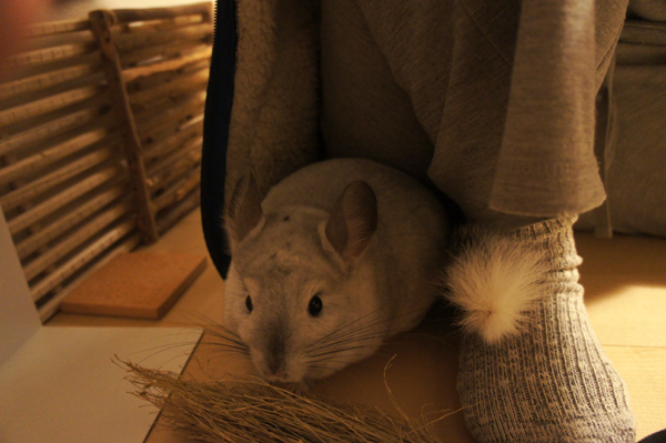 チンチラとのおすすめな遊び方 部屋着でつくるトンネルの中に興味津々に入ってくるチンチラのティモの様子