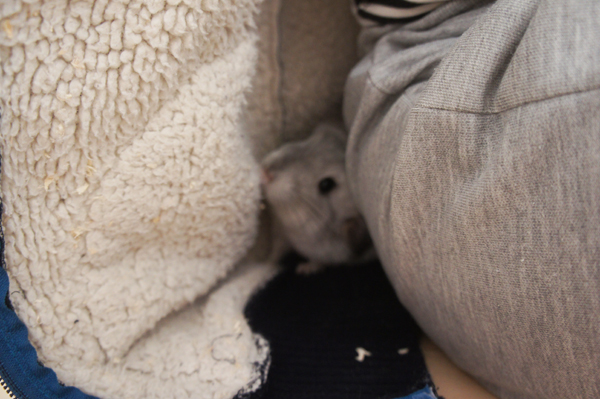 チンチラのティモと仲良くなれたひとつの方法 丈の長めな肉厚の上着を着てへやんぽ中にトンネルをつくってあげること 楽しく潜り込んでくるティモの様子