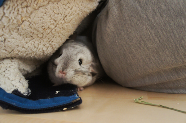 チンチラのティモ 部屋着パーカーに潜り込んでくる様子 なでなでしたりコミュニケーションがとれる チンチラと仲良くなるとってもおすすめな方法