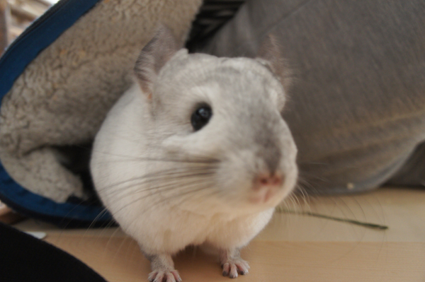 チンチラのティモは部屋着パーカーに潜り込むのが大好き 毎日必ず入ってきます コミュニケーションをとるとってもおすすめな方法