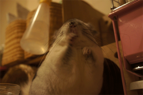 なぜか濡れてしまった鼻をきれいにしようと手で一生懸命お掃除を試みるチンチラのティモ 砂が固まっちゃっていてちっともとれない様子