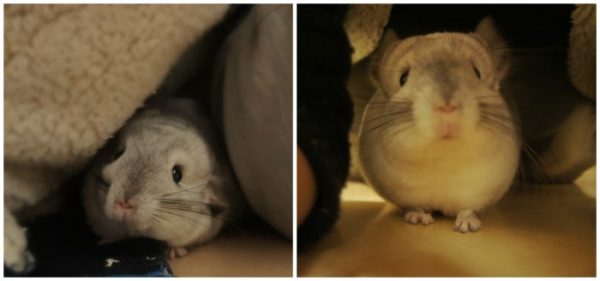 チンチラのティモと接する時間は一年中厚手パーカーを着用している様子