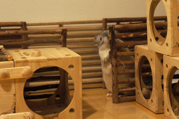 チンチラのティモのへやんぽ時間 カワイのがじがじフェンスを齧って遊ぶ様子