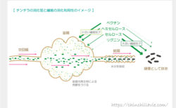 チンチラの消化管と繊維の消化利用性のイメージ