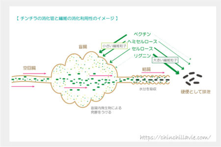 チンチラの消化管と繊維の消化利用性のイメージ